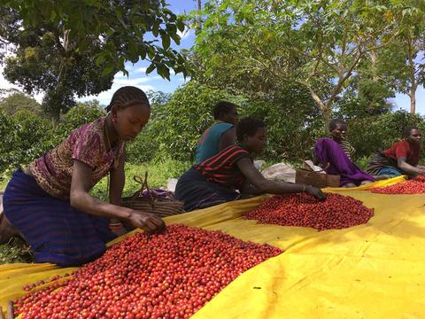 Regional Characteristics Of Coffee